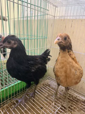 للبيع فروخ فرنسي 1BD