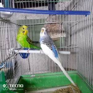 موجود حب تحتيه  فراخ وموجود جوزين بدهم يبيضو السعر خاص