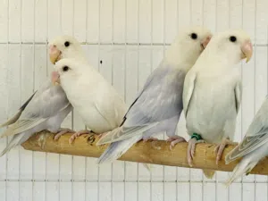 6طروف الله يبارك اقرا وصف