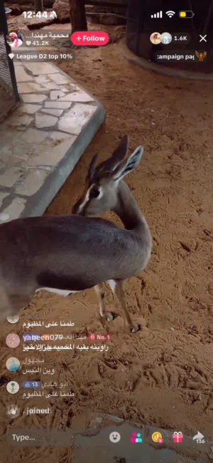 مطلووب زوج غزال ديماني سبق له الإنتاج ضروووووووووووري شراي جاااد بسعر مقبول من اي مكان عادي