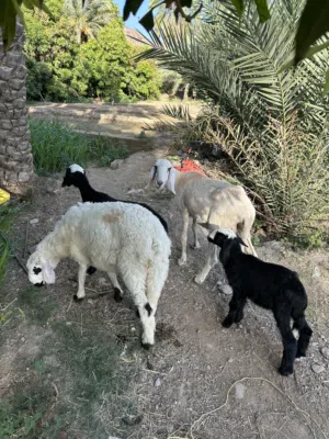 جعد لتربيه ممتازات