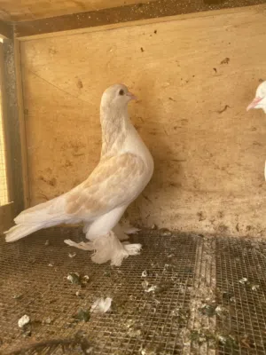 البيع زوج حمام زينه او ل البدل مع زوج حمام حب الرمان
