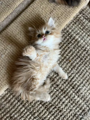 Persian4