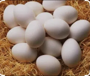متوفر بيض وز كوبرا