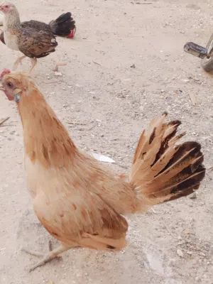 دجاج لبيع الي يريدهن يدخل خاص