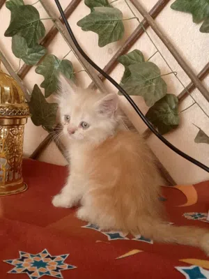 قطه شيرازيه للبيع لعمر شهرين ونص