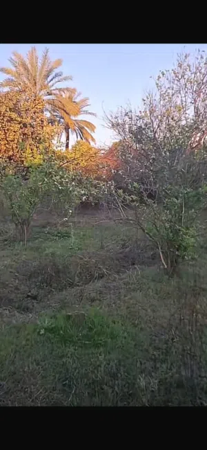 Farm Land for Sale in Saladin Balad