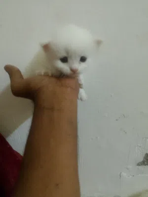persian cat for sale