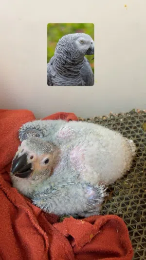 صغار الكاسكو انتاج البيت casco baby