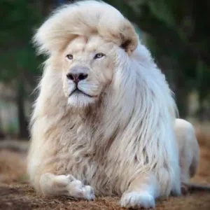 حسام ابو ابراهيم
