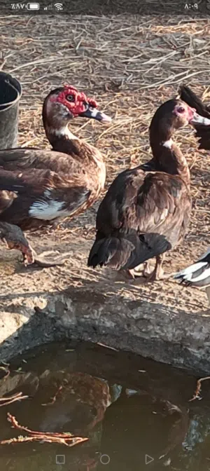بط ذكر و إناث