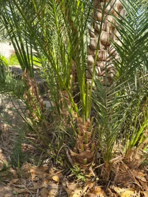 فسائل صلاني كبار
