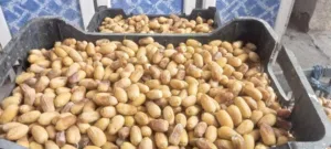 رطب حلاوي ابي الخصيب