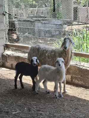 جاعده هجين نجدي سوداني تحتها كباشه توأم