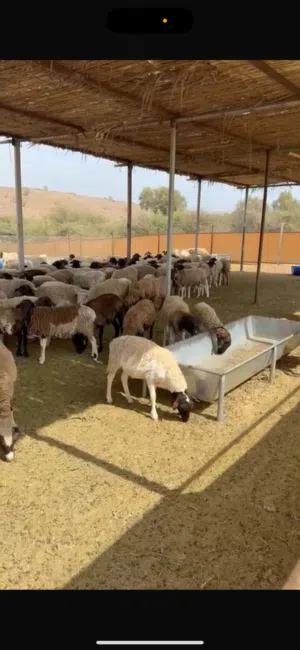 حلال دوبر للبيع