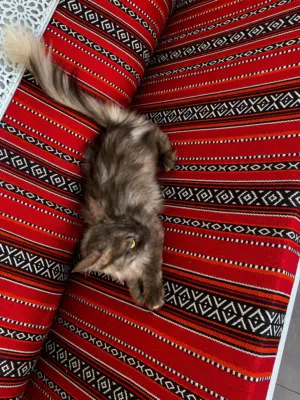 قطة شيرازيه للتبني
