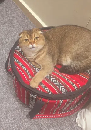 سكوتش فولد منتجه للتبني