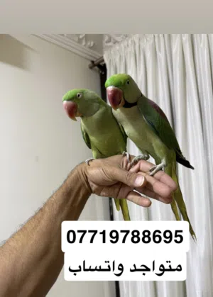 زوج ببغاء نيبالي اليف ومتكلمات انتاجيات