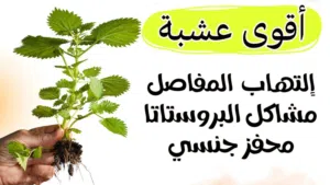 مستخلص جذور القراص وليس اوراق لعلاج مشاكل البروستات والامعاء والجهاز البولي