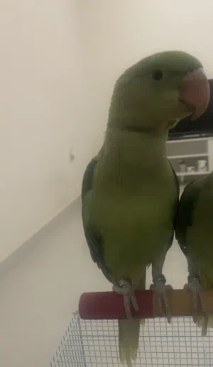 ببغاء نيبالي
