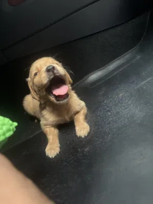 Golden Retriever(45day)3500 dh