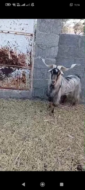 تيس سعيد فاخر