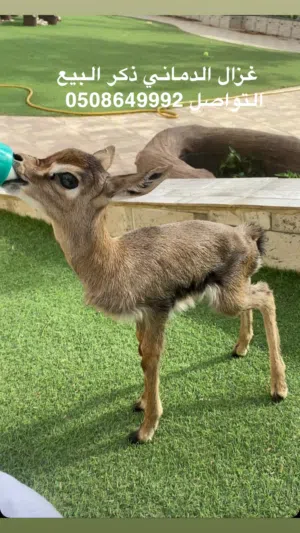 البيع ذكر غزال الدماني
