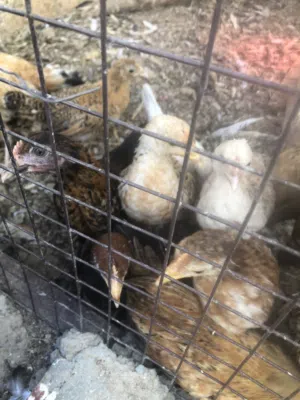 دجاج عماني شهر ونص