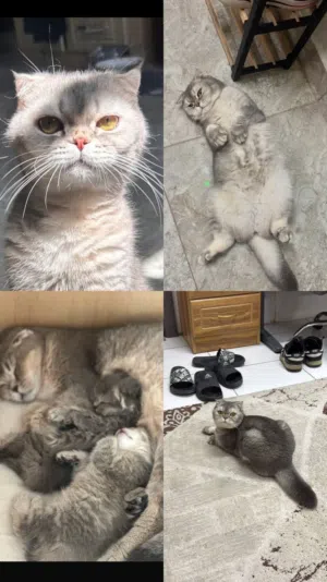 قطه انثى سكوتش فولد منتجه للبيع