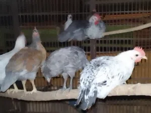 لدينا تيوك بلدي للبيع اعمارهم اربعه اشهر
