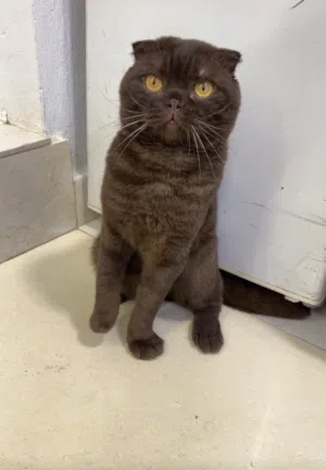 Black Scottish Fold