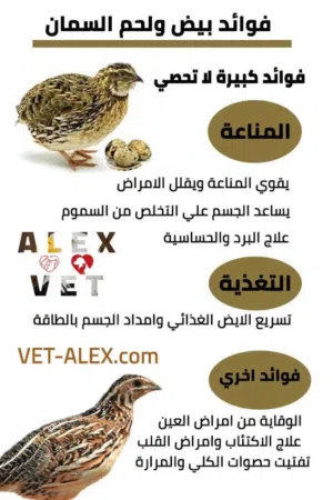 بيض فري مائدة