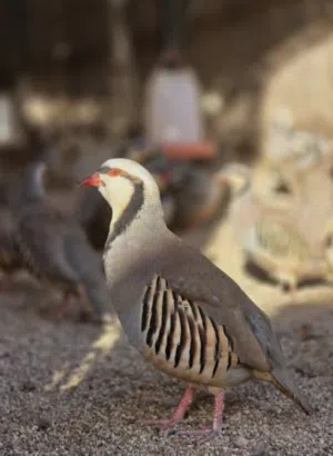 يتوفر  ازواج  حجل باكستاني