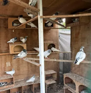 Many varieties pigeon available Al Zubair