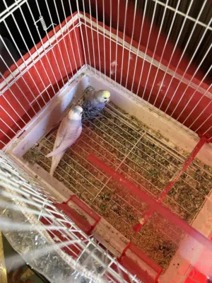 عصافير للبيع