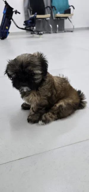 Shih tzu Puppy (Female)