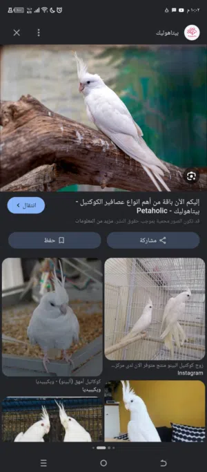 مطلوب ذكر وايت فيس أو ذكر البينو ................................