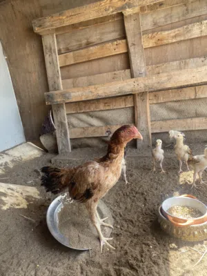 دجاجة سنديه مع اولادها 7