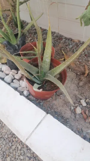 صبار والاشجار زينه شتله 4 ب5ريال
