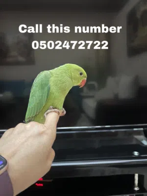 ببغاء وكوكتيل ممتاز وعمر شهر وشهرين