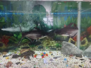 Aquarium Setup for Sale with 2 Iridescent Sharks & Pleco