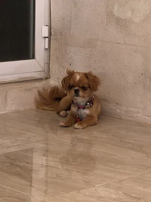 Pomeranian3