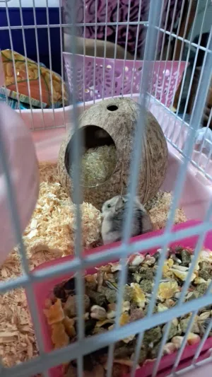 هامستر  2 انثى 1ذكر Hamster 2 females 1 male