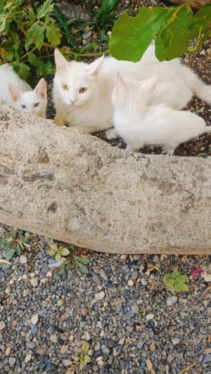 قطط للبيع من نوع شيرازي