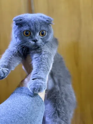 قطط للبيع سكوتش فولد عمو صغار شهرين