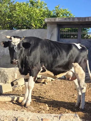 Cows0