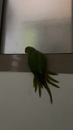 للبيع متوه خضره لعوبه