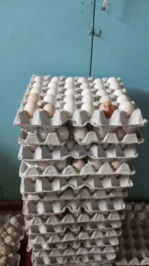 بيض عماني مخصب Eggs