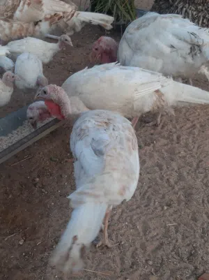 ديك رومي حجم كبير
