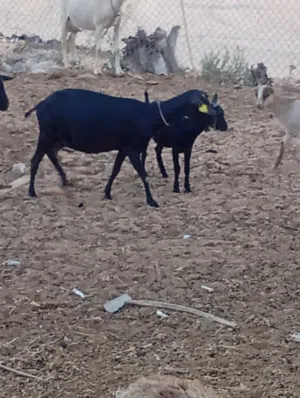 للبيع ماعز